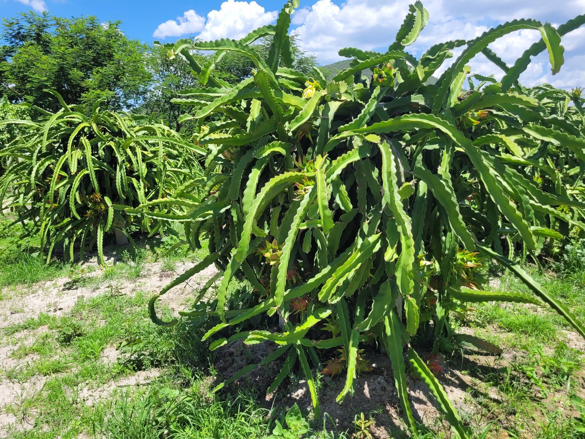 chrr27's tweet photo. El Páramo de las cactáceas.

#pitahaya #dragonfruit #pitaya #pitaia #dragonfruitfarm #fruit #frutadodragao #comidasaludable #vegano #frutas #saude #fruits #organic #frutadeldragon #frutatropical #smoothie #healthy #mango #dragonfruits #pitayafruit #healthylifestyle #a #foodie https://t.co/OokUoLMLbE