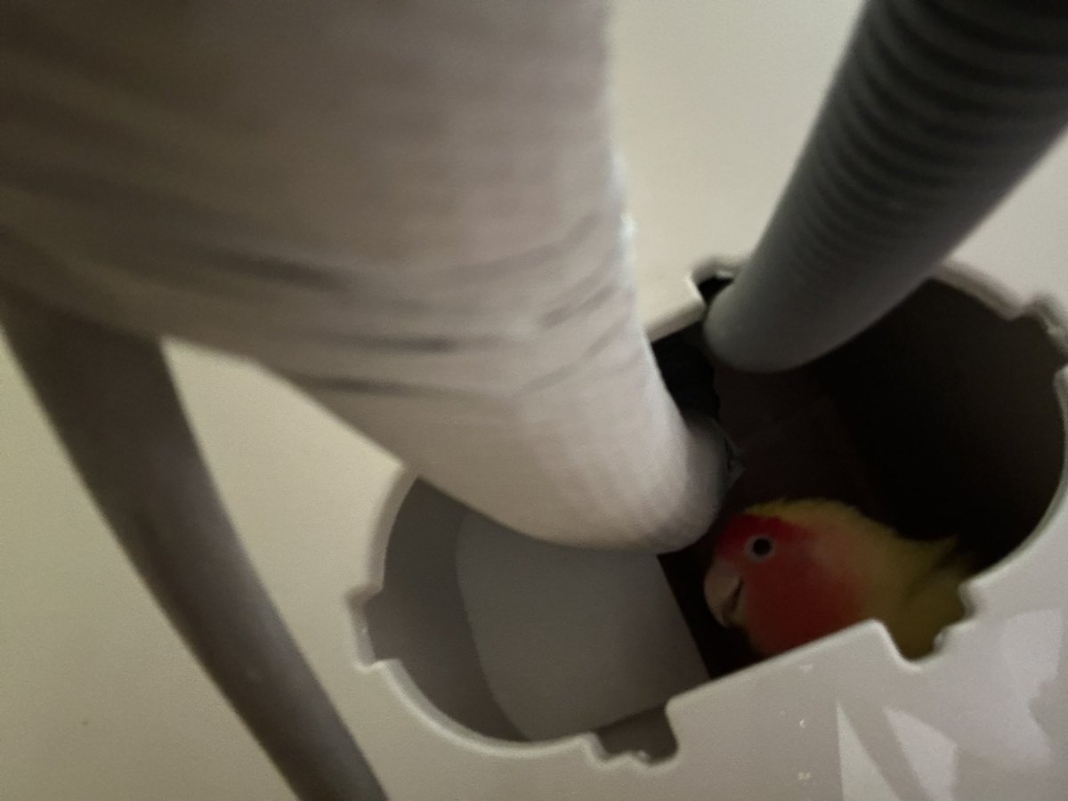 ..작은 소동물 키우는 여러분들…. 에어컨 전선 구멍 꼭 막으십시오… 저도 알고 싶지 않았습니다..