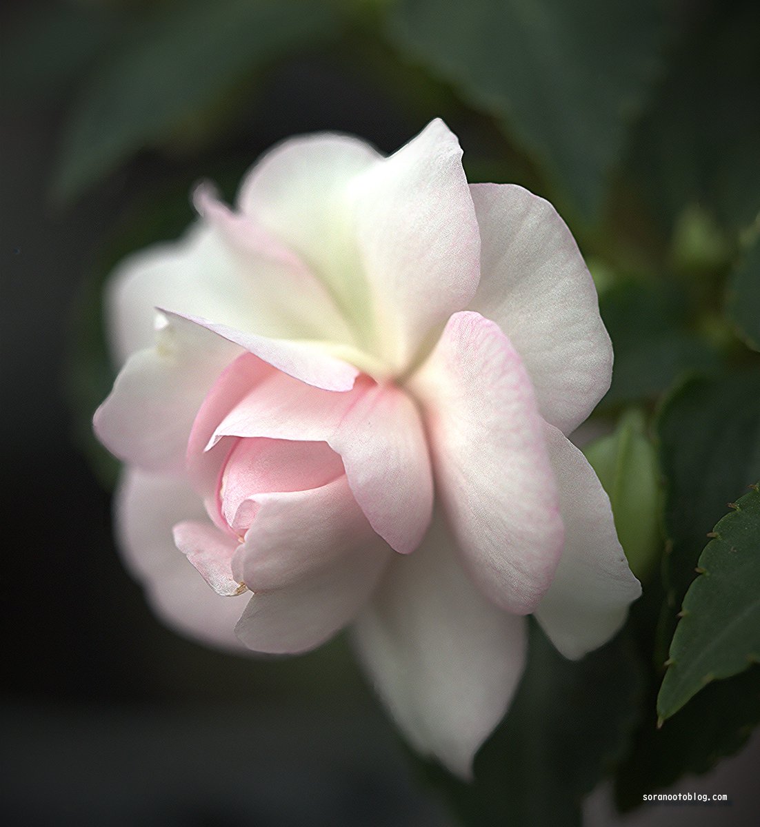 今日の誕生花は　#インパチェンス

花言葉は　賑やか

賑やかな場所と静かな場所、どちらが好きですか？
私は気分によって変わります！今日は賑やかに・・

#TLを花でいっぱいにしよう
#写真好きな人と繋がりたい