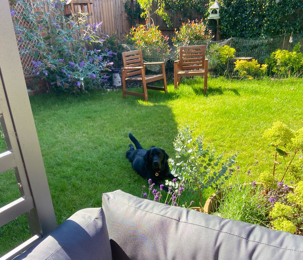 bigevilbeard's tweet photo. Casually stretching out on the morning grass! Whilst the humans drink coffee.
#HappySunday #CoffeeAndDogs https://t.co/qOzoC7jnyY