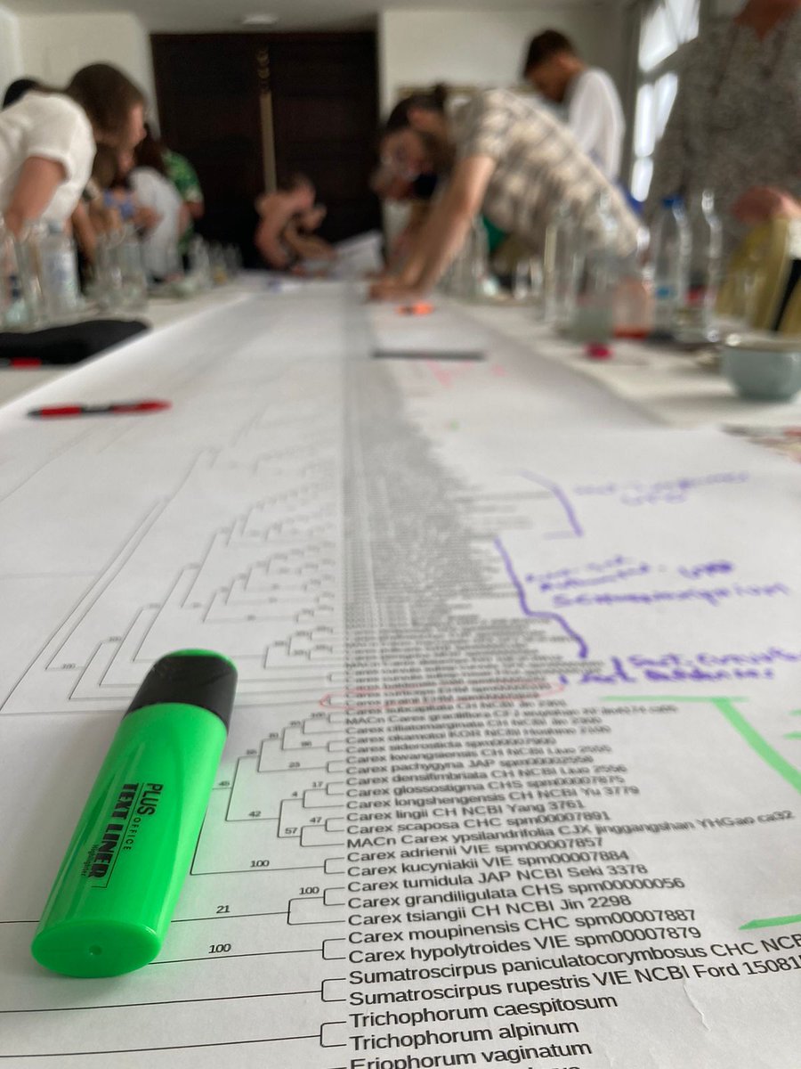 pjimmej's tweet image. Yesterday we finished our Carex International Meeting in Seville at @pablodeolavide. &amp;gt;30 researchers from all the continents joined in a 2-days sedge botanical celebration in the beautiful setting of our town. It's been great having all you here! See you all at #ibc2024!