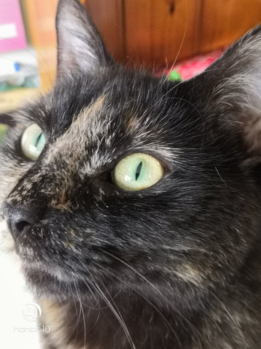 Morags says  she is fed up with the shitty never ending cloudy dull  days we are getting  . Not a bee to be seen, no annoyin summer flys coming in the kitchen. Ah well maybe a dreamie will help 🧙‍♀️