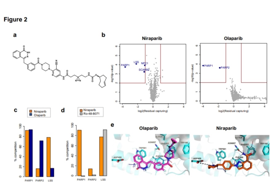 nataliagandur's tweet image. 💫🌟🔬📊 Key Findings from the Study on Synergistic Effects of #PARP Inhibition and Cholesterol Biosynthesis Pathway Modulation: 
@AACR @OncoAlert
🔷️ Niraparib's Unique Interaction: 

🔹️🧬 Distinct Target: Niraparib binds to lanosterol synthase (LSS), not seen with other PARP