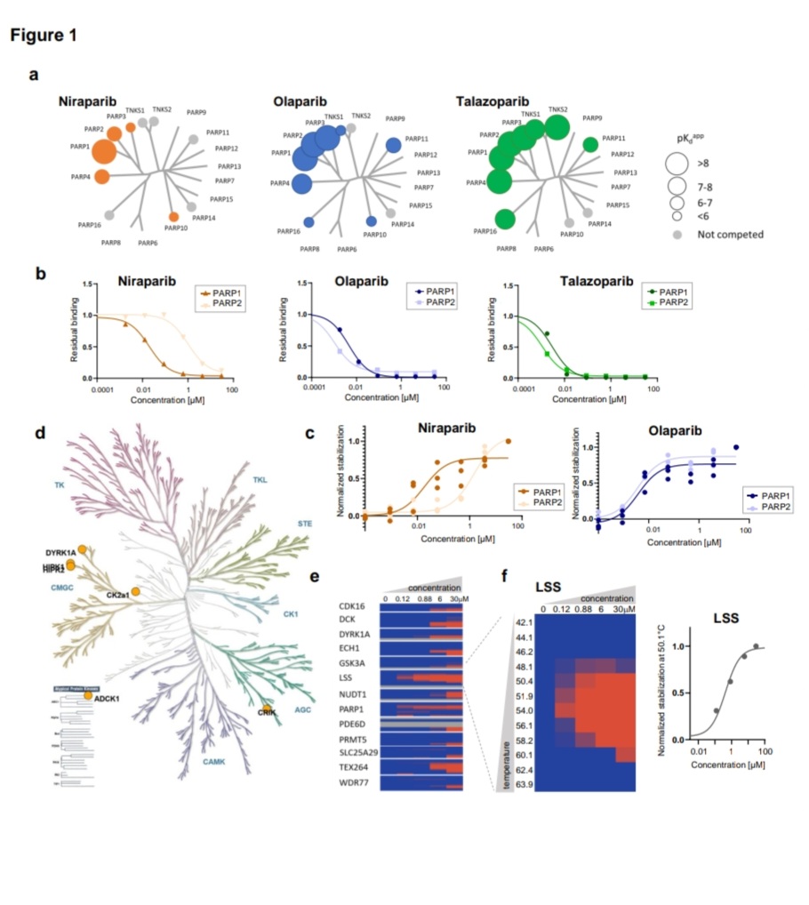 nataliagandur's tweet image. 💫🌟🔬📊 Key Findings from the Study on Synergistic Effects of #PARP Inhibition and Cholesterol Biosynthesis Pathway Modulation: 
@AACR @OncoAlert
🔷️ Niraparib's Unique Interaction: 

🔹️🧬 Distinct Target: Niraparib binds to lanosterol synthase (LSS), not seen with other PARP