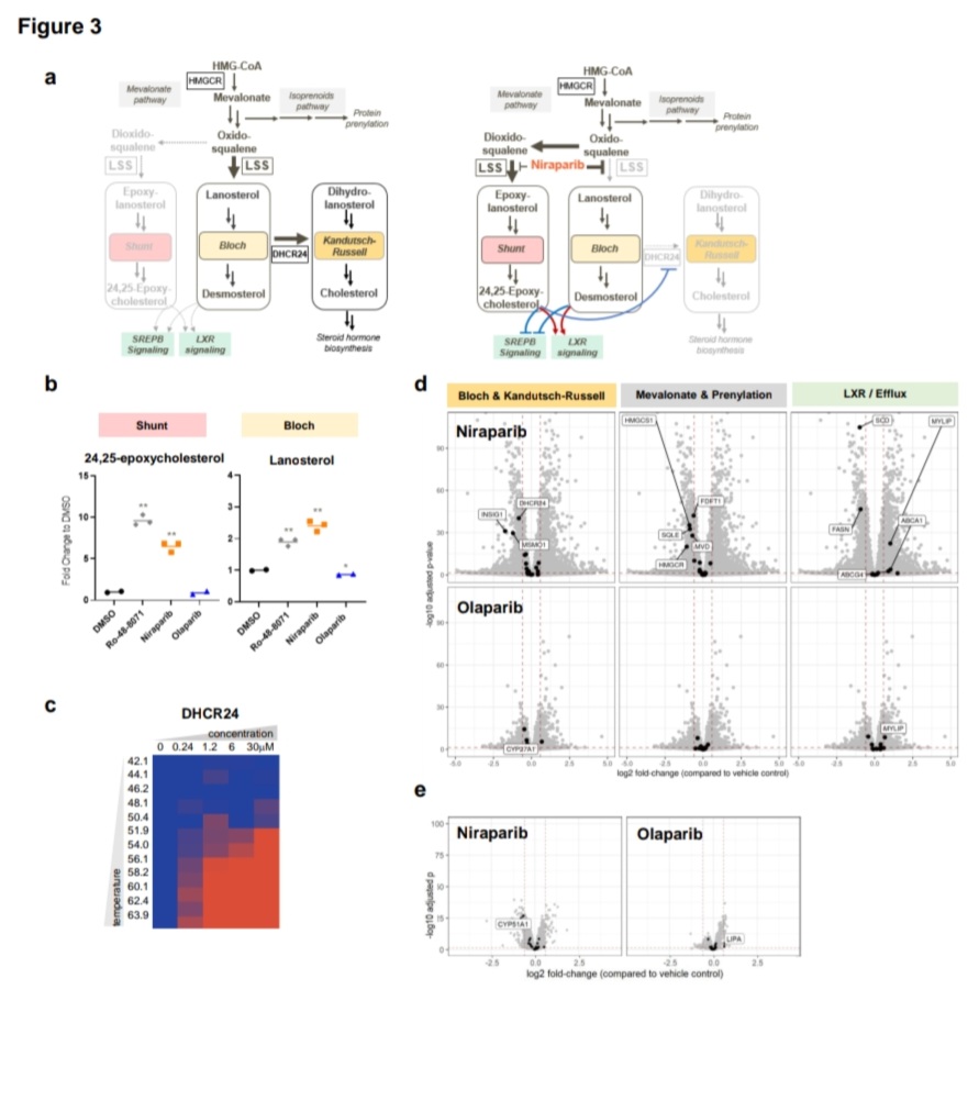 nataliagandur's tweet image. 💫🌟🔬📊 Key Findings from the Study on Synergistic Effects of #PARP Inhibition and Cholesterol Biosynthesis Pathway Modulation: 
@AACR @OncoAlert
🔷️ Niraparib's Unique Interaction: 

🔹️🧬 Distinct Target: Niraparib binds to lanosterol synthase (LSS), not seen with other PARP