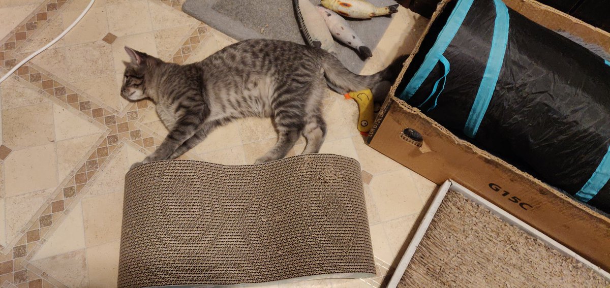 Xenta777's tweet photo. Yesterday I bought this new scratching post-sofa to commemorate the memory of our Pantherka
Earlier I bought the similar sofa in memory of Kvasolka
Our little horsies adore this type of scratching posts
🐾💔🌈 https://t.co/DzVSD0ll29