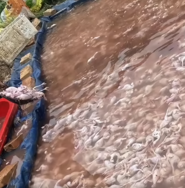 Ist es eigentlich rassistisch wenn man hofft das im Essen vom Chinamann doch Nachbars Miezi drin ist?