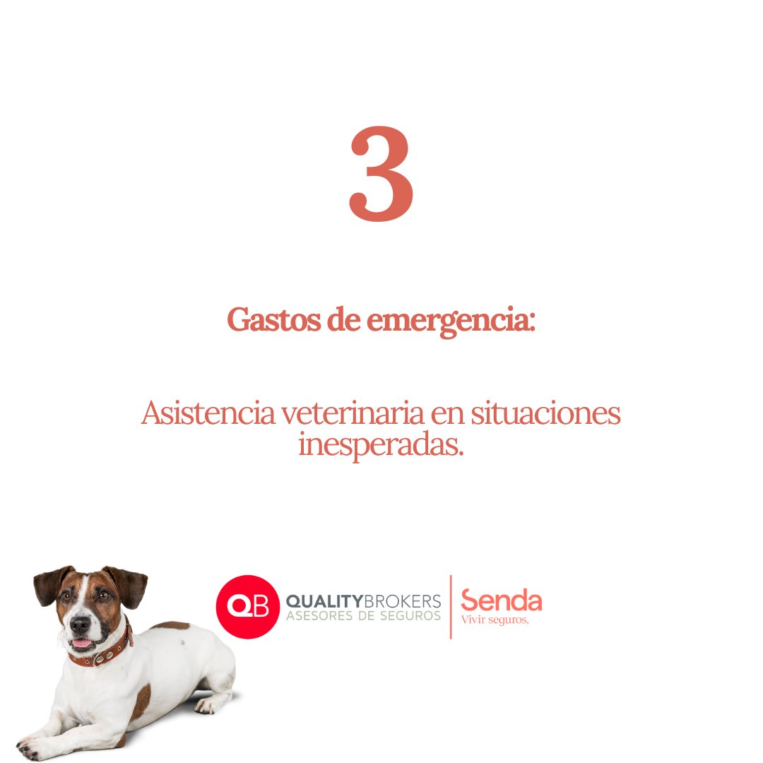QualityBrokerss's tweet photo. ✨ Feliz día mundial del perro. 

✋🏼 Hoy os dejamos 4 motivos para asegurar a tu cachorro con Quality Brokers. 

🐶 Disfrutad del día Brokers! 

#qualitybrokers #qb #ontinyent #valencia #diamundialdelperro https://t.co/tjRRqb7CfR
