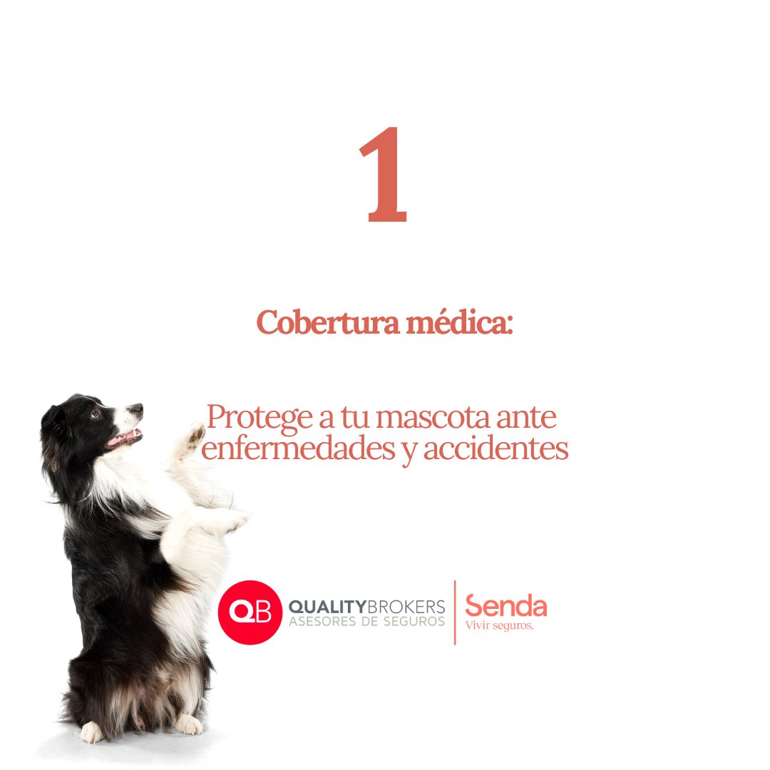 QualityBrokerss's tweet photo. ✨ Feliz día mundial del perro. 

✋🏼 Hoy os dejamos 4 motivos para asegurar a tu cachorro con Quality Brokers. 

🐶 Disfrutad del día Brokers! 

#qualitybrokers #qb #ontinyent #valencia #diamundialdelperro https://t.co/tjRRqb7CfR