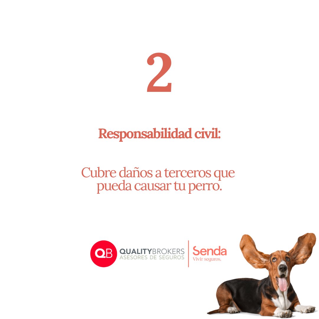 QualityBrokerss's tweet photo. ✨ Feliz día mundial del perro. 

✋🏼 Hoy os dejamos 4 motivos para asegurar a tu cachorro con Quality Brokers. 

🐶 Disfrutad del día Brokers! 

#qualitybrokers #qb #ontinyent #valencia #diamundialdelperro https://t.co/tjRRqb7CfR