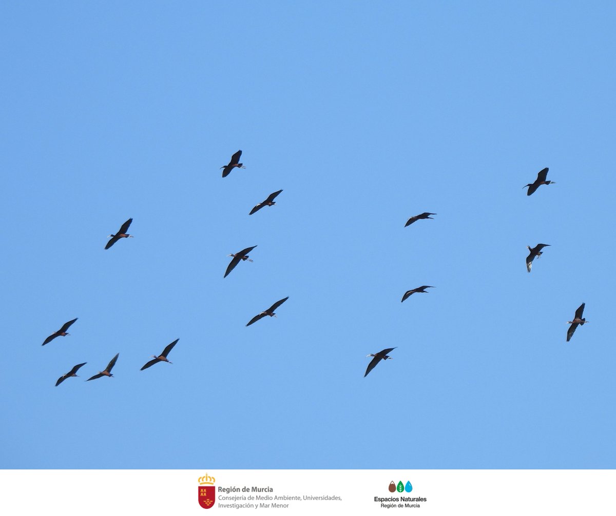SalinasSPedroPR's tweet photo. Al observar a los #Moritos en #SalinasSPedroPR, conectamos con la rica #Historia y simbolismo que estas #Aves han inspirado a lo largo de los siglos 🪶
Como el dios #Thot, deidad de la sabiduría y el conocimiento venerado en el antiguo #Egipto
#Fauna #Ibis https://t.co/MNbNhHVuUK