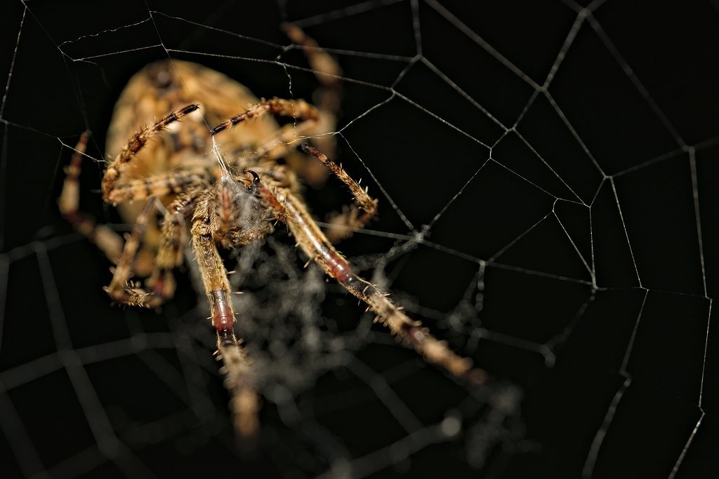 #spider #macro #macroart #closeup #photography #photo #photographyeveryday #arachnid #insect #fotografia #przyroda #nature #naturelovers #pająk #pająki #krzyżak