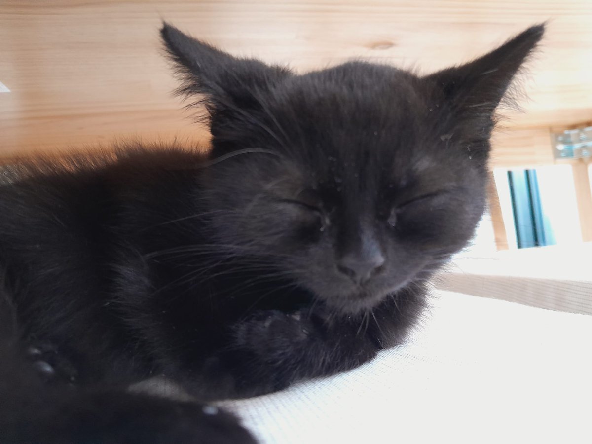 bergdewstar51's tweet photo. @PostsOfCats https://t.co/NhCFvoEUla
