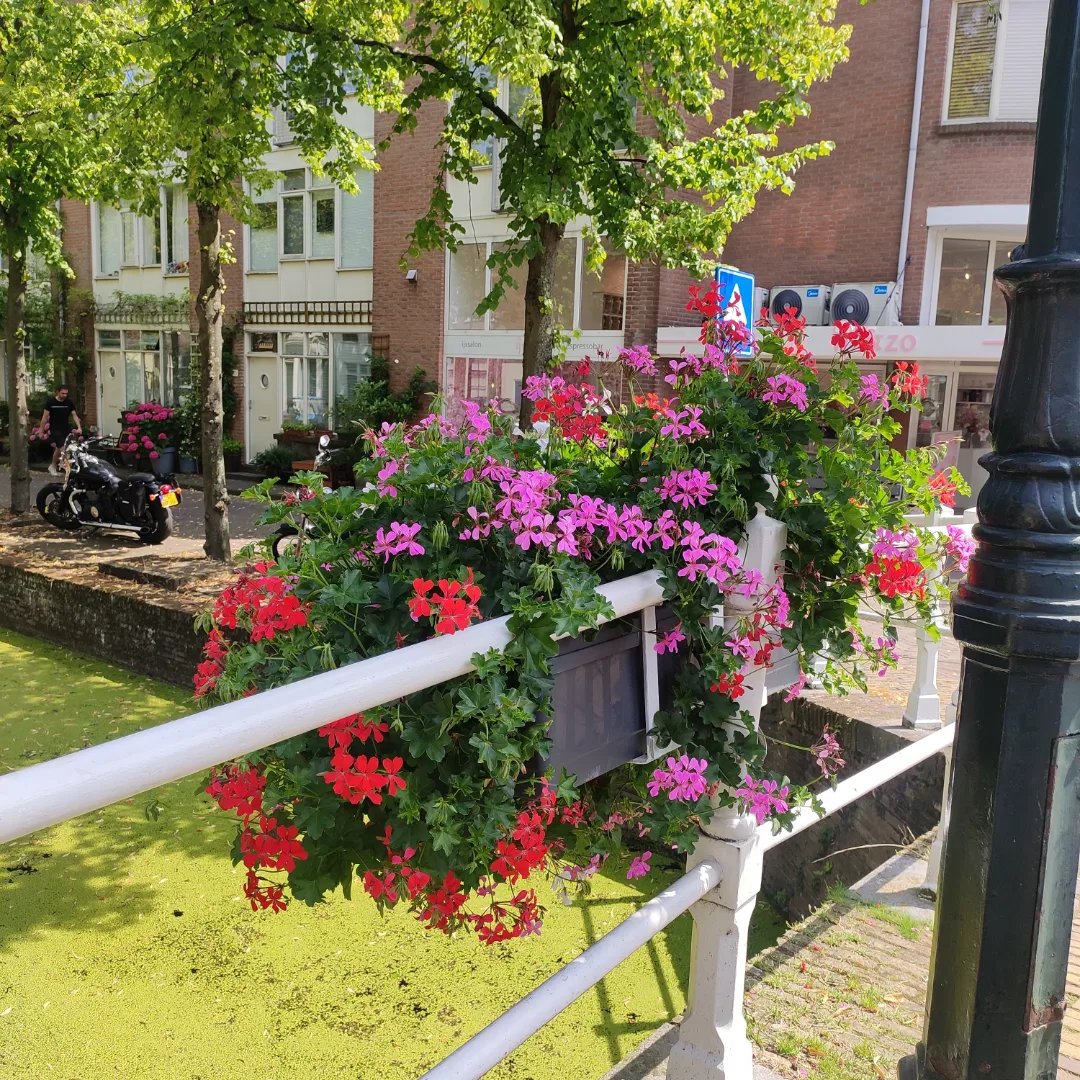 SwatiSarangi10's tweet photo. Went to Delft Guitar shop yesterday to buy an Ukulele, only to order one from Amazon! 😄 There were limited options of Concert Ukulele which were in my budget.
Nevertheless, found these beautiful scenes on the way! Couldn't resist myself to capture.
#nature #DutchSummer https://t.co/ggYItORQKb