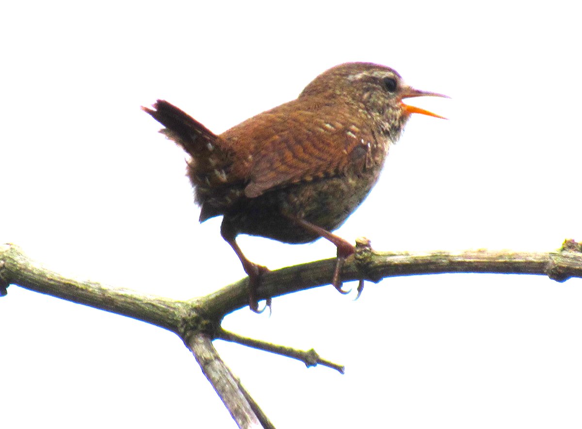 Wren, in full flow.
#birdphotography   #birdwatching 
#birding   #wildlifephotography