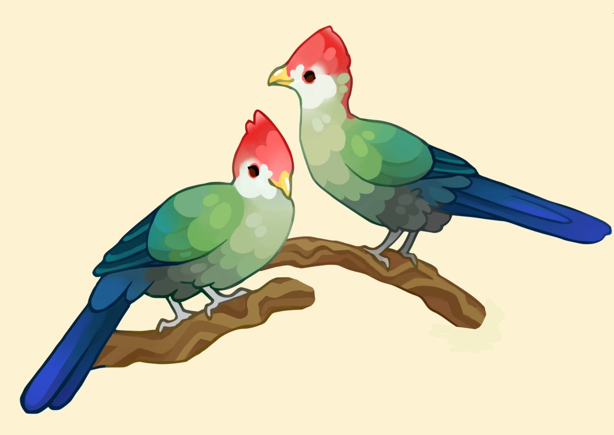 roundbirbart's tweet photo. Red-crested turaco 🍒 https://t.co/D9fTi46Z6A