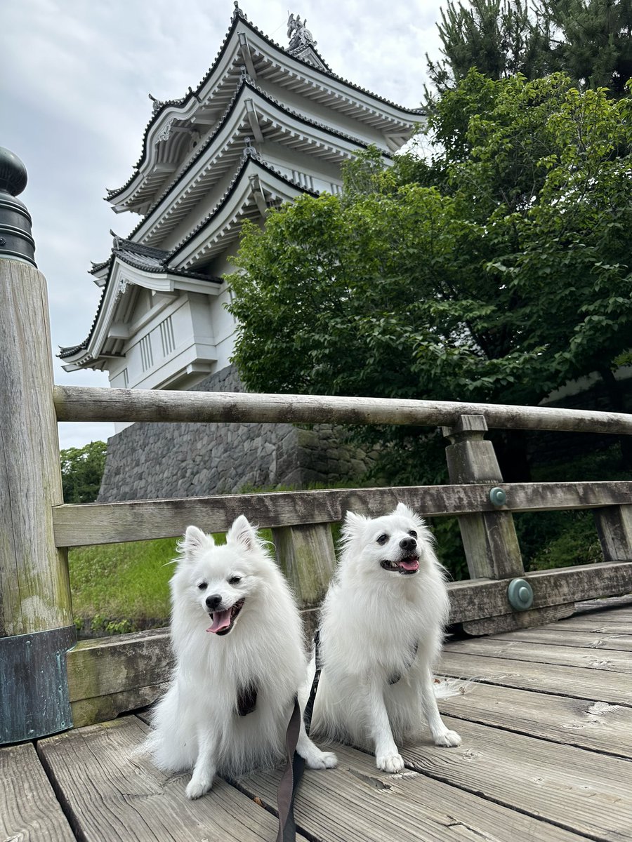 sui_spitz's tweet photo. ちょっと前のおでかけ🏯 https://t.co/g5GKFWDEsS