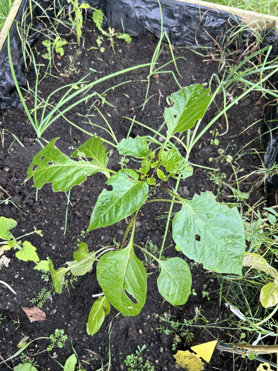 Darren Hayman tweet media