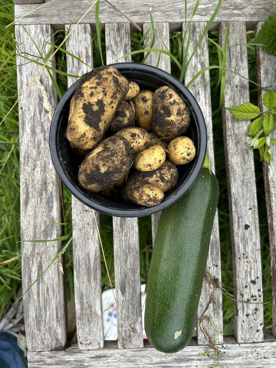 Darren Hayman tweet media