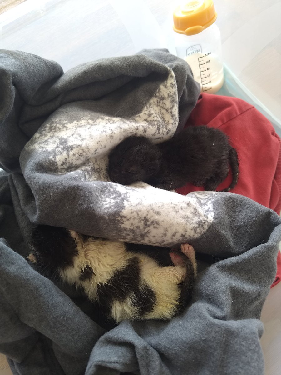 We found 2 little kitten near our house in the garbage .... Now we feeding them and hope they survive .. #electrocats ❤️