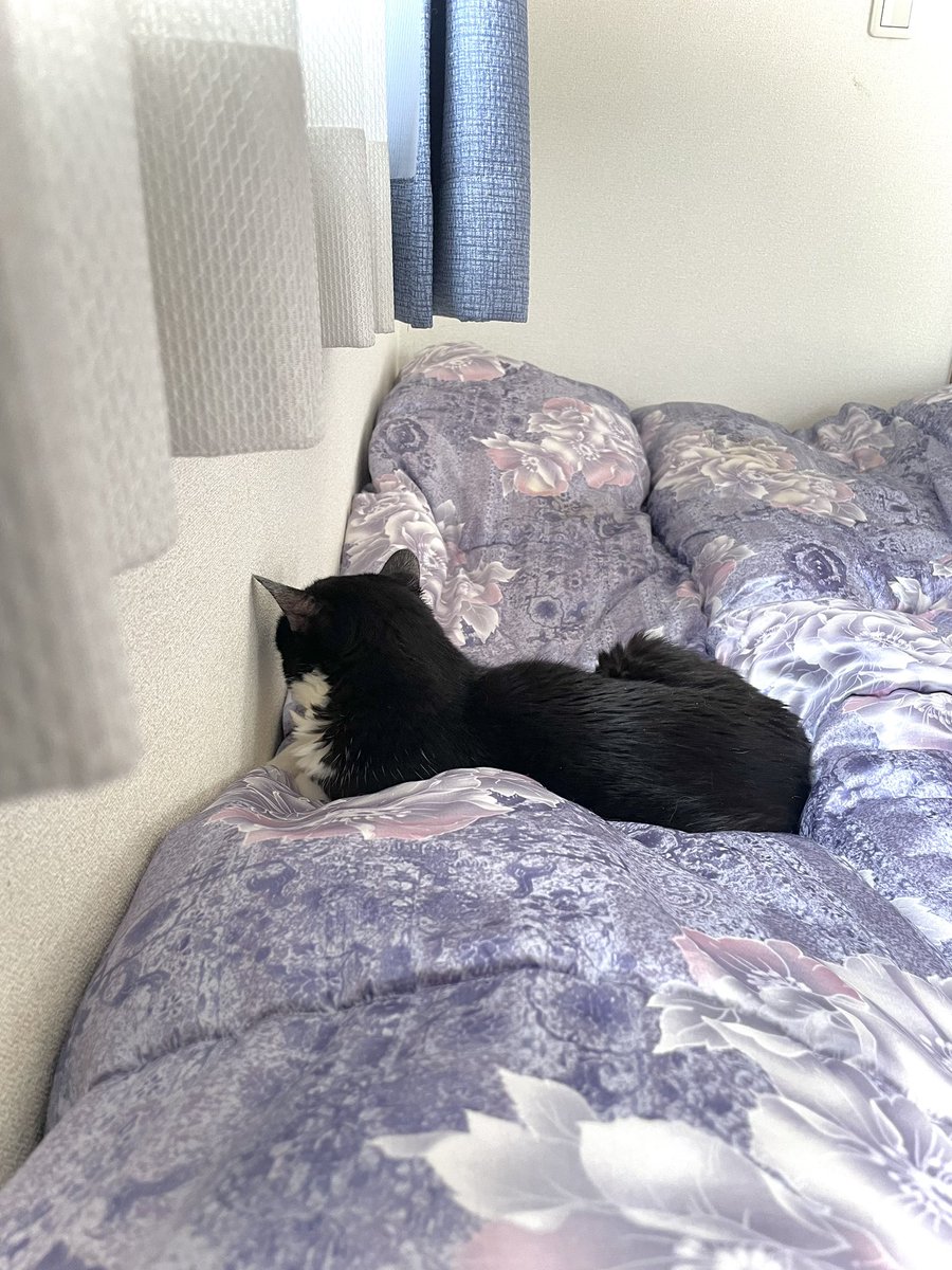 mayu20050211's tweet photo. そこそこの広さがあるのに、際に行きたがるくぅたん^^;
#ねこ #猫 #ネコ #クロにゃん #くぅちゃん #くぅたん #くぅ太郎 #姫 https://t.co/UBxujpWGwk