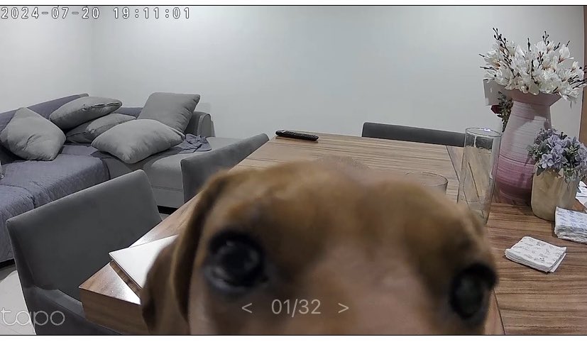 Paatmtzz's tweet photo. Mi novio y yo queríamos saber qué hacía nuestro perrito cuando salimos del depa y pues …. 🤣🤣 https://t.co/VXGSTIuF8t