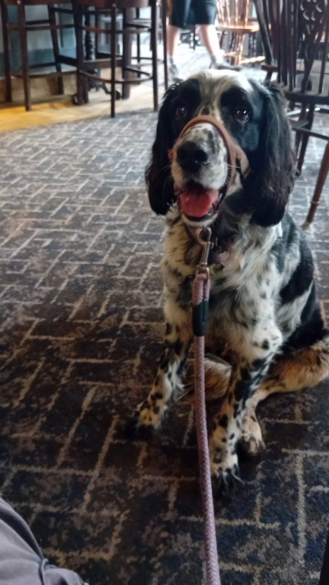 SpanielStory's tweet photo. I've had the best few days in Yorkshire this week with my bestie. #summer ollerdee https://t.co/TZd7dGXAG1