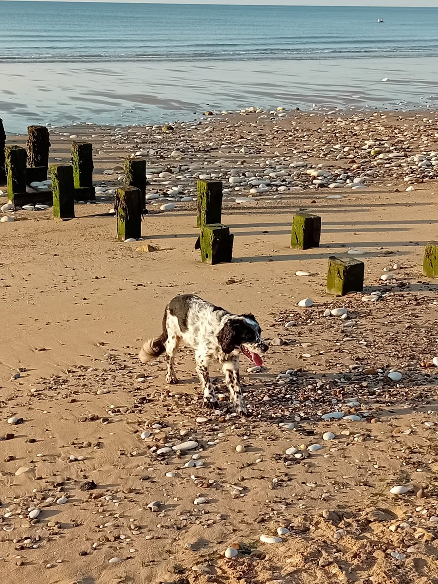 SpanielStory's tweet photo. I've had the best few days in Yorkshire this week with my bestie. #summer ollerdee https://t.co/TZd7dGXAG1