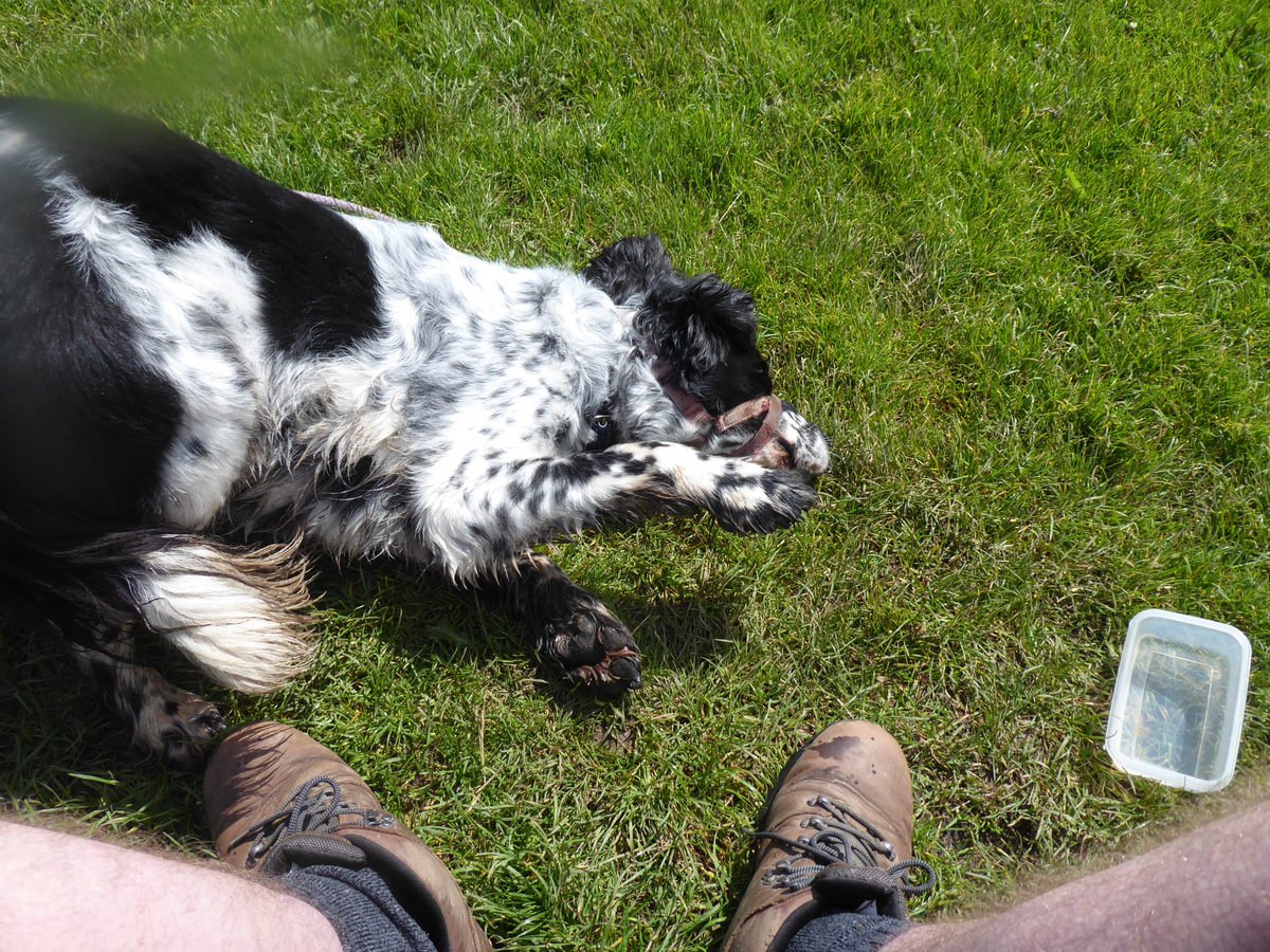 SpanielStory's tweet photo. I've had the best few days in Yorkshire this week with my bestie. #summer ollerdee https://t.co/TZd7dGXAG1