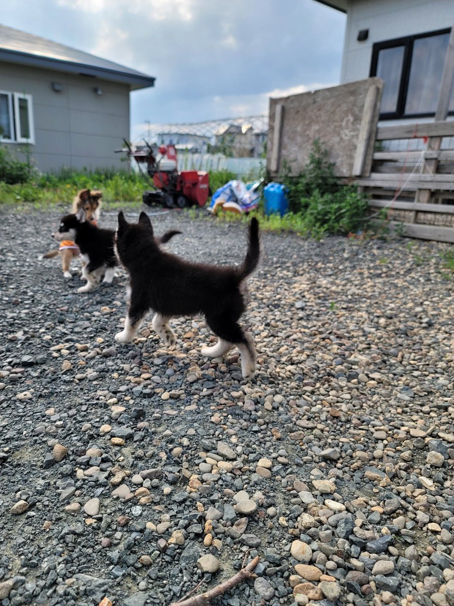 Crystal HasMara Dogs tweet media