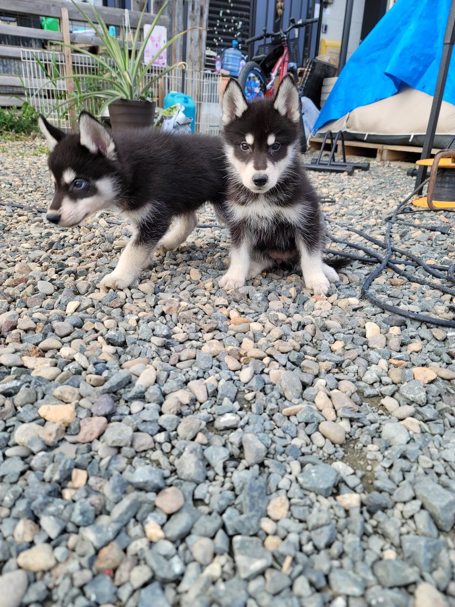 Crystal HasMara Dogs tweet media