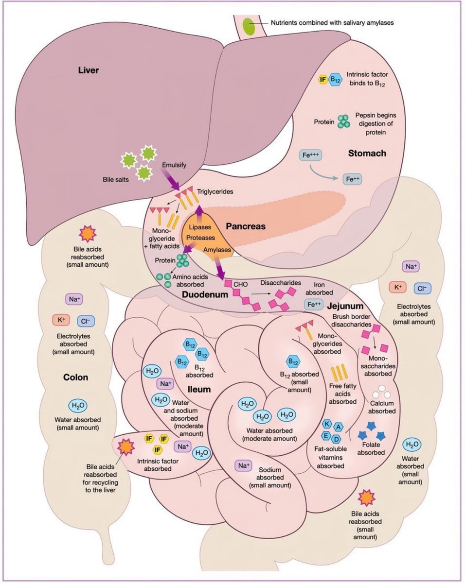 Digestion and absorption of nutrients