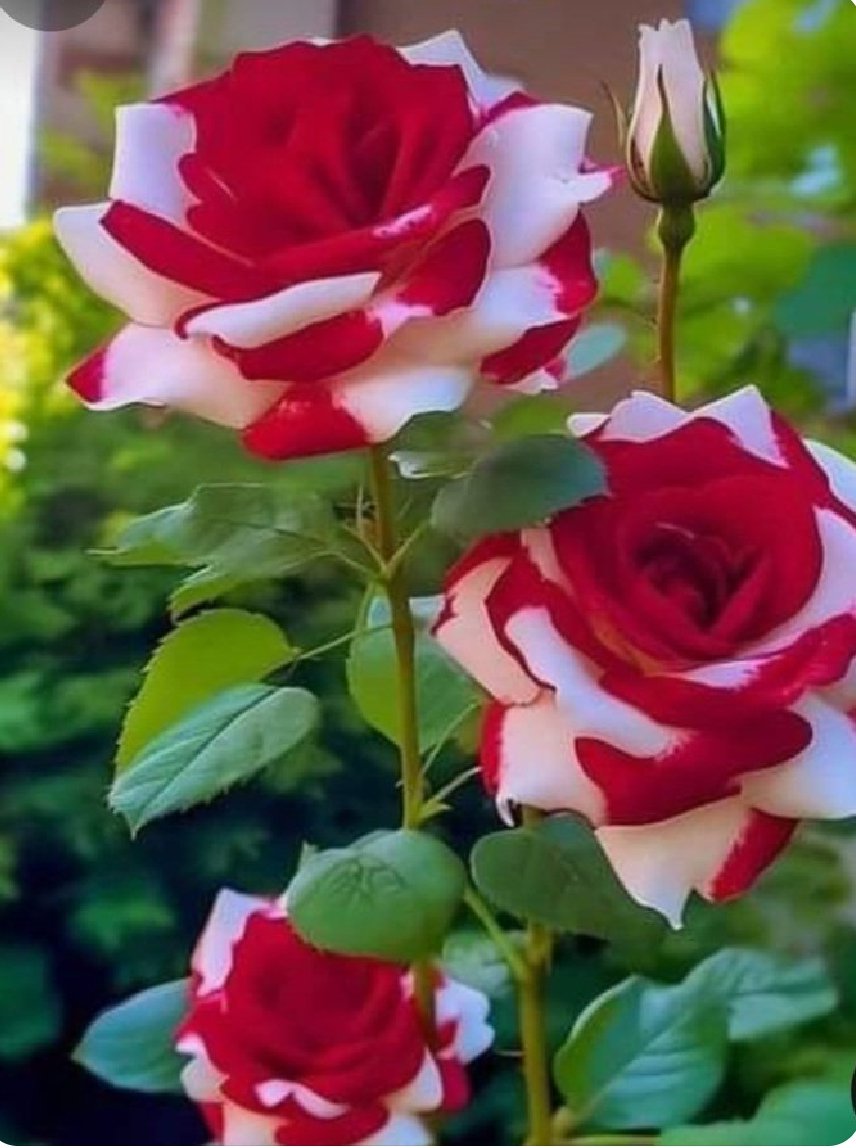 KarRiz45's tweet photo. मोहब्बत लिबास नहीं जो रोज़ बदला जाए  । 
मोहब्बत कफन है, पहन कर उतारा नहीं जाता।। 
*❤‍🔥💞*

*محبت لباس نہی جو روز بدلا جائے*
*محبت کفن ہے پہن کر اتارا نہی جاتا*

      *❤‍🔥💞* https://t.co/dPuaZ9ALik