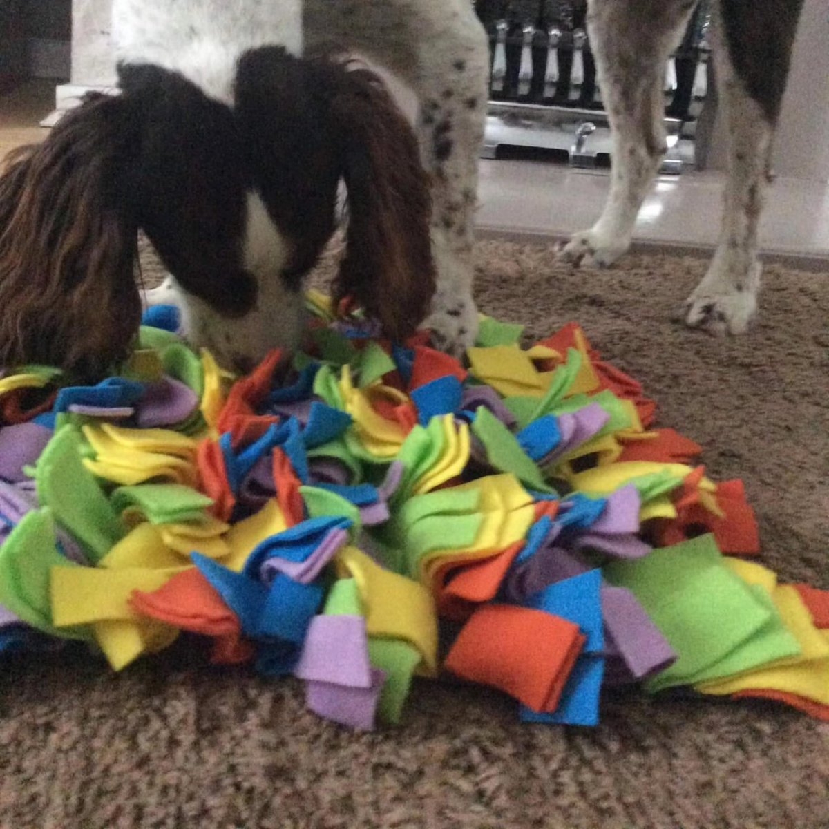 jackswardrobe's tweet photo. https://t.co/CHayhpUklE
#canineenrichment #dogenrichmentactivities #dogenrichment https://t.co/mowKBfe8JP