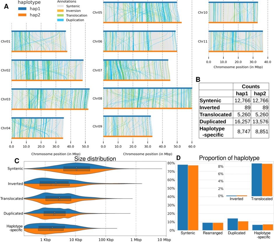 The first telomere-to-telomere, haplotype phased, chromosome-level Eucalyptus genome has arrived! We completed E regnans, one of the world's tallest trees that form the most carbon-dense forests, to understand carbon drawdown and combat climate change!
doi.org/10.1101/2024.0…