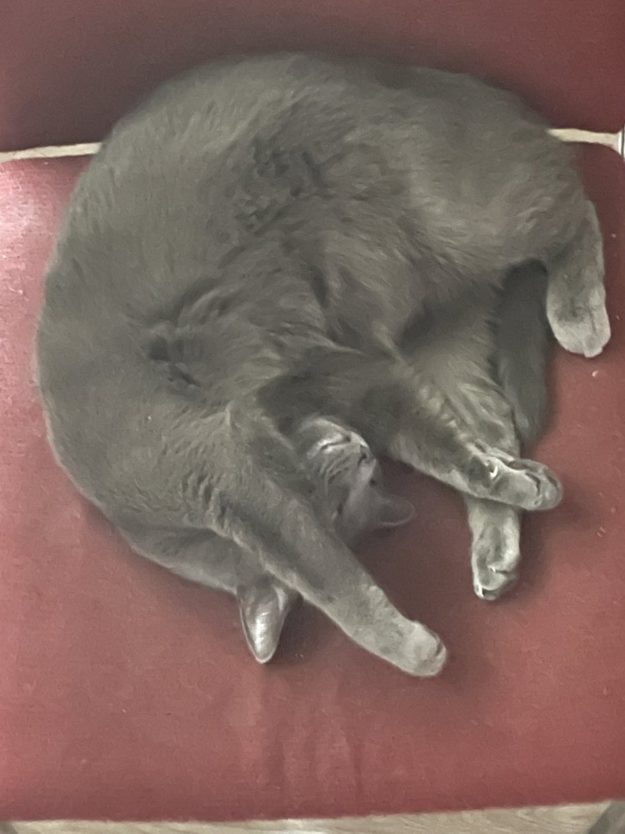 Streets0921's tweet photo. @PostsOfCats Smokey https://t.co/ypHcdLeIZT