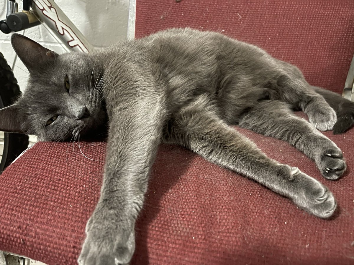 Streets0921's tweet photo. @PostsOfCats Smokey https://t.co/ypHcdLeIZT