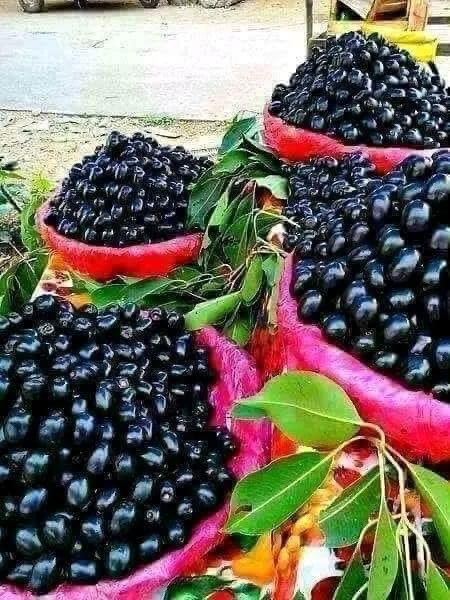 جامن نُوں نمک لا کے گڑوی وچ ہلا کے پولے کر کے کھان دا مزہ انگریز وچارے کی جانن۔۔۔😋