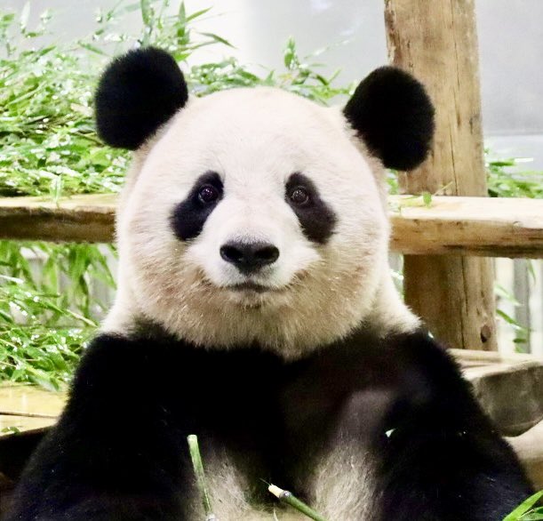 かおりんご　ページ かおりんご🍏🌸 (@kao_ringo_) / Posts / X