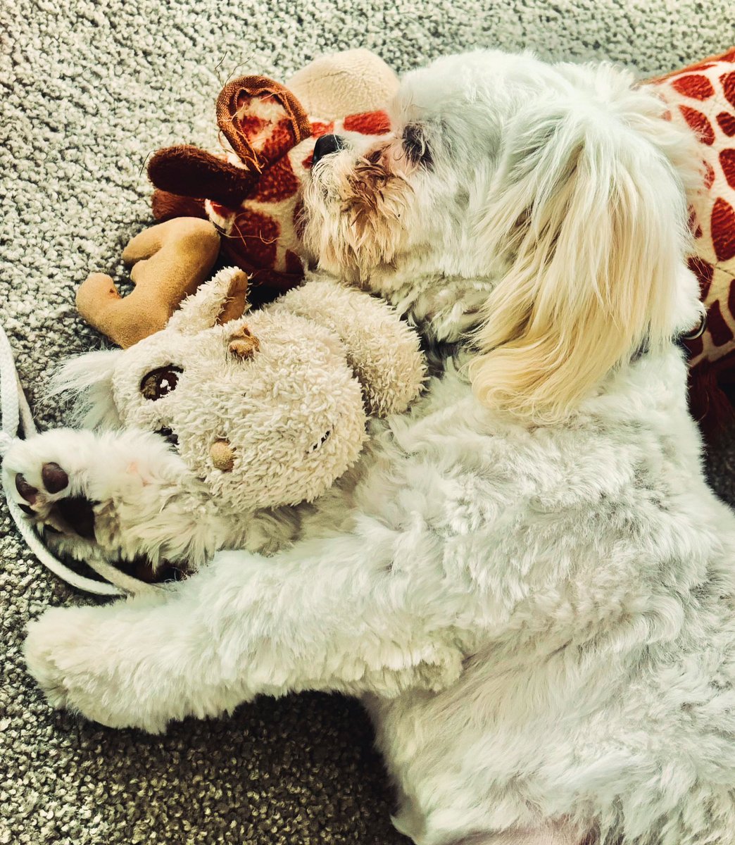 Send help - I need more toys!
#PuppyLove #petslover