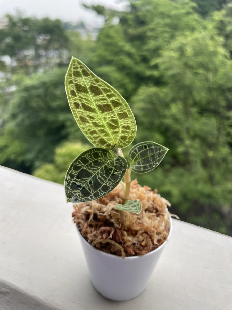 botalife0721's tweet photo. 観葉植物を育て始めて約1年半。
種類も増えてきたので記録用に作りました。
植物好きさん仲良くしてください✨
お気に入りのジュエルオーキッド マコデスペトラ
※自己満アカウントです。
求めていないアドバイスはいりません。
#観葉植物
#botanicallife
#初投稿 https://t.co/mDMLFiZ7qu