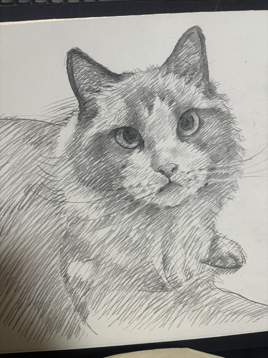 DD3378's tweet photo. 🐱 https://t.co/EW7lMLnEl8