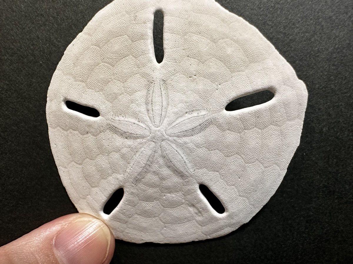 CraftNonoka's tweet photo. にゃはは🤤
スカシカシパンー!! https://t.co/Q2A2May9bJ
