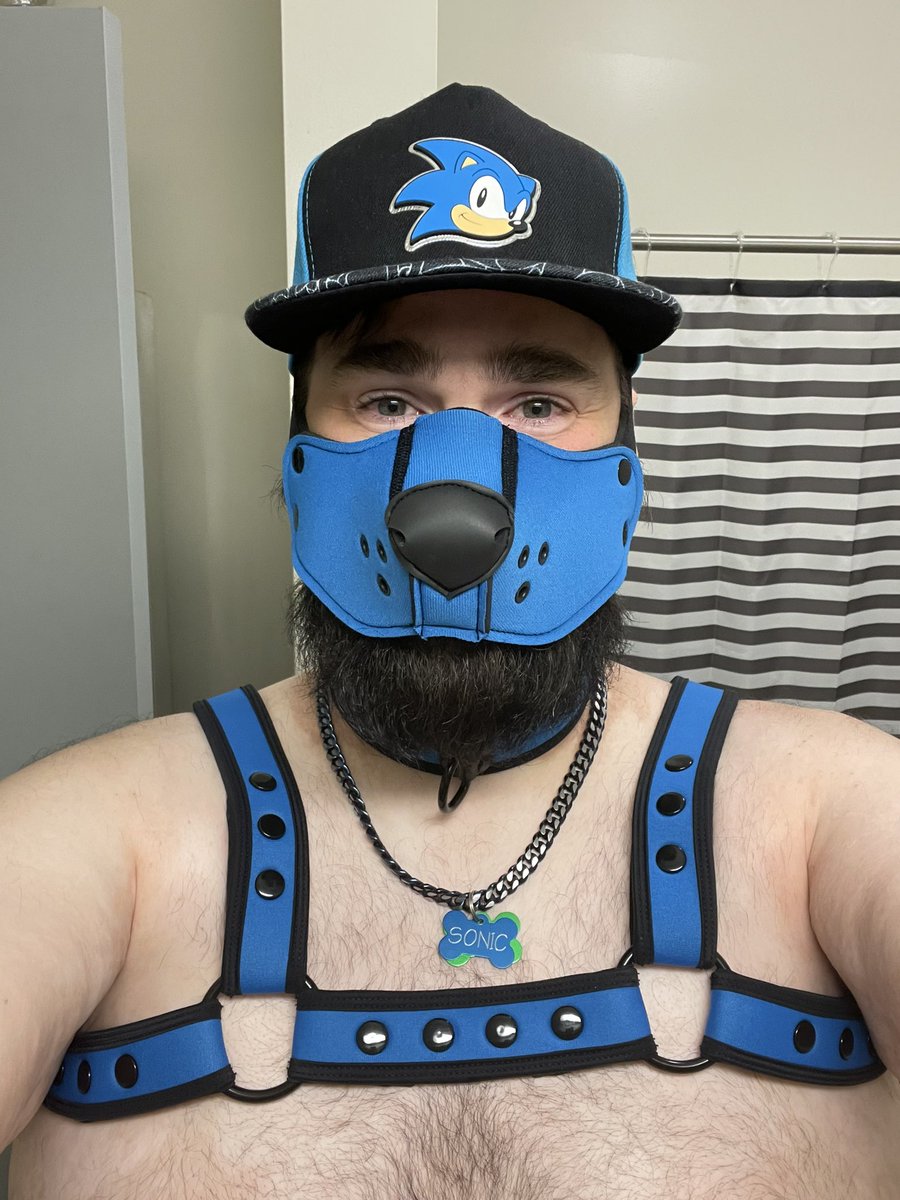 PupSonic89's tweet photo. New gear means new photos and a happy puppy! Awoooo! https://t.co/OKtvMuugCd