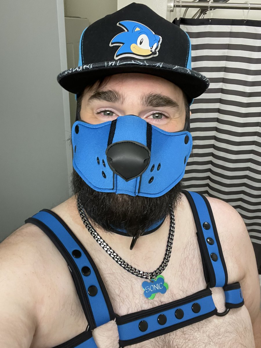 PupSonic89's tweet photo. New gear means new photos and a happy puppy! Awoooo! https://t.co/OKtvMuugCd