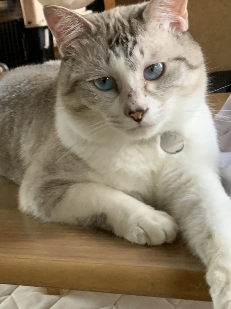 こんなかわいい野良猫はいまへん。
ハニャは天使だ。
少しガンダム