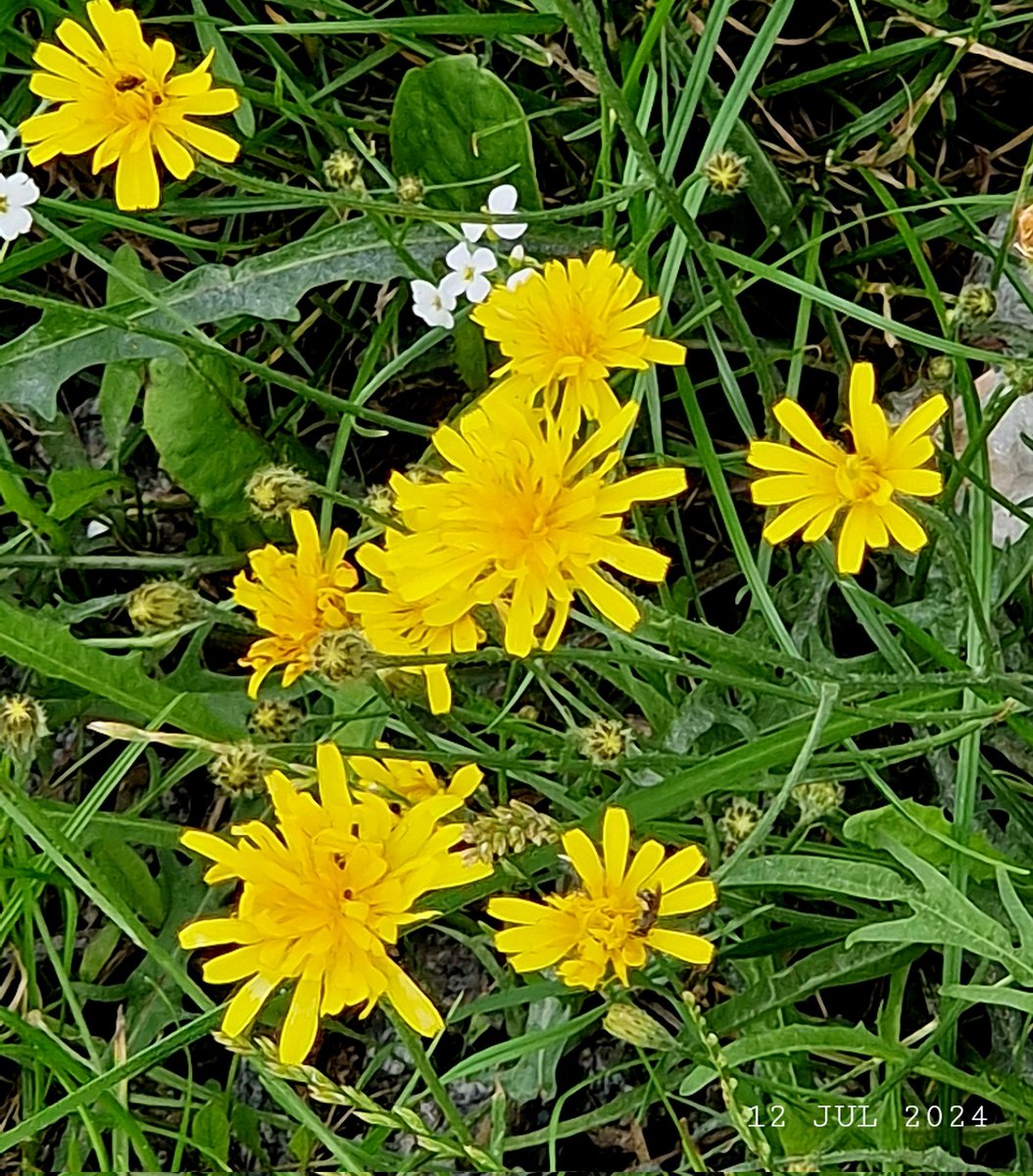 IDadzkov's tweet photo. Autumn hawkbit. Höstfibbla.
#nature #summer #flowers #WildFlowers #AutumnHawkbit #höstfibbla #FlowersPhoto https://t.co/dYIr6Pkq1D