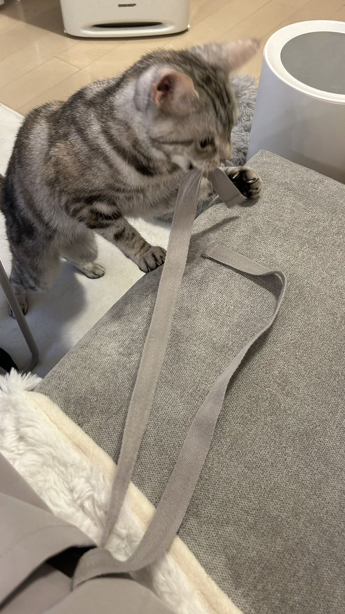 kuonyn's tweet photo. おいやめろw

#ネコ #猫 #猫のいる生活 #猫好きさんと繫がりたい #かわいいものが好き #cat #動物 #癒し #ネコ部 #猫ジェニック #Francfranc #ふわふわパンケーキ #猫をTL流しちゃおう #肉球 https://t.co/fpYurCci4g