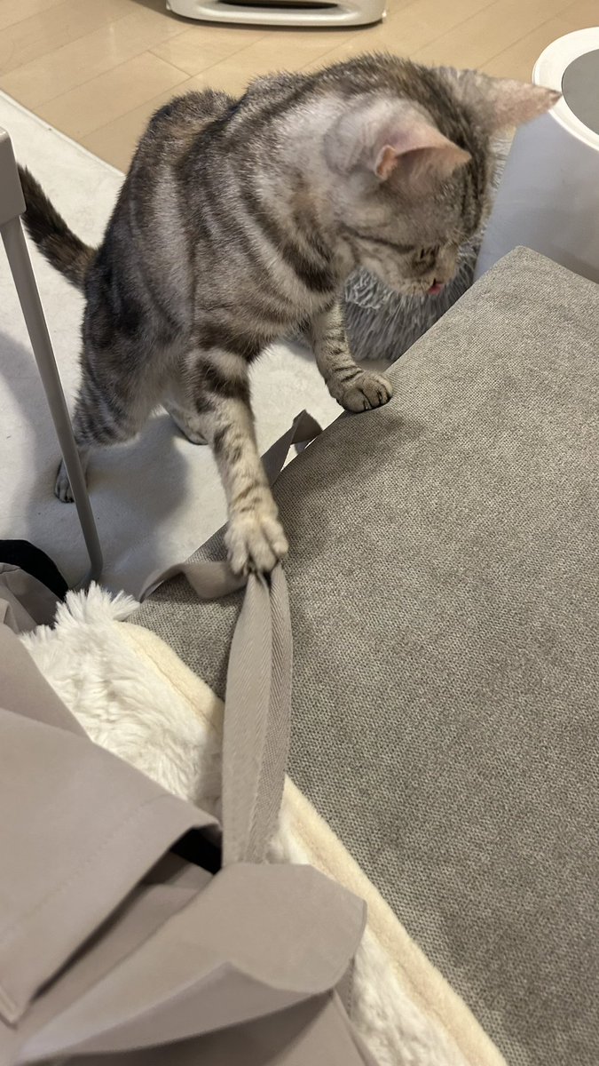 kuonyn's tweet photo. おいやめろw

#ネコ #猫 #猫のいる生活 #猫好きさんと繫がりたい #かわいいものが好き #cat #動物 #癒し #ネコ部 #猫ジェニック #Francfranc #ふわふわパンケーキ #猫をTL流しちゃおう #肉球 https://t.co/fpYurCci4g