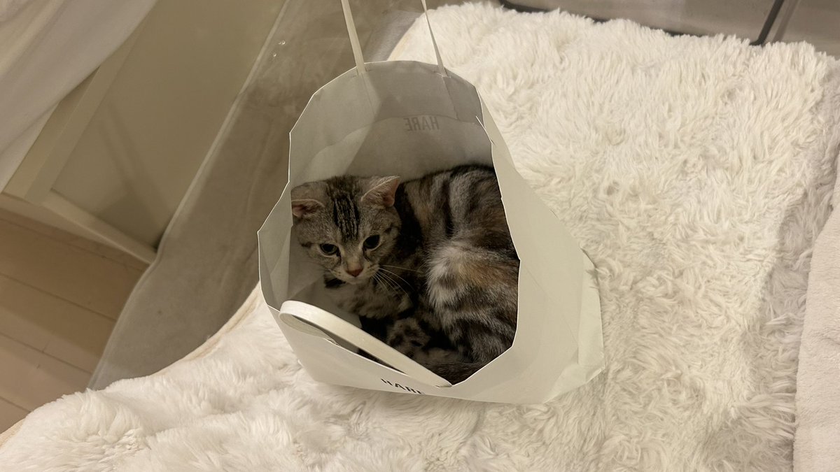 kuonyn's tweet photo. 安定の袋🛍️

#ネコ #猫 #猫のいる生活 #猫好きさんと繫がりたい #かわいいものが好き #cat #動物 #癒し #ネコ部 #猫ジェニック #Francfranc #ふわふわパンケーキ #猫をTL流しちゃおう #肉球 https://t.co/Et28RiZQLK